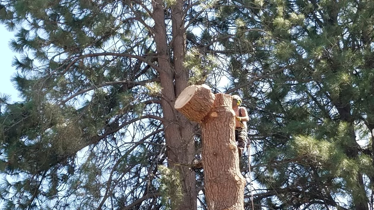 tree service grants pass