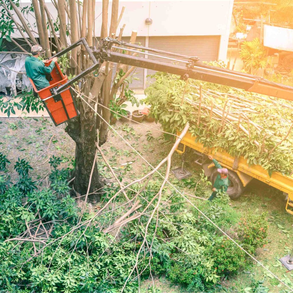 tree service grants pass