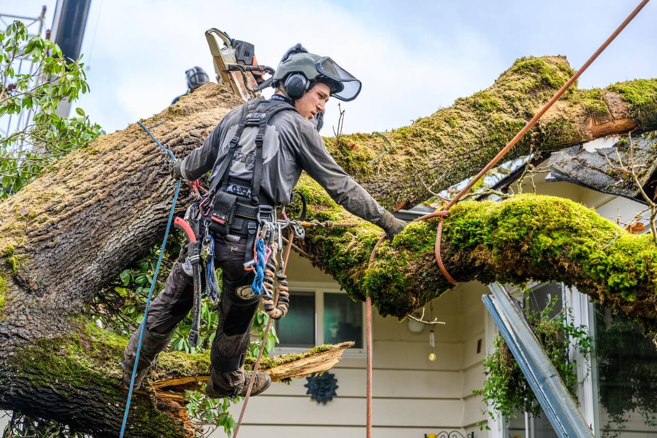 tree removal eugene