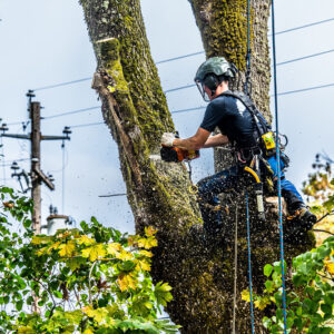 tree service eugene