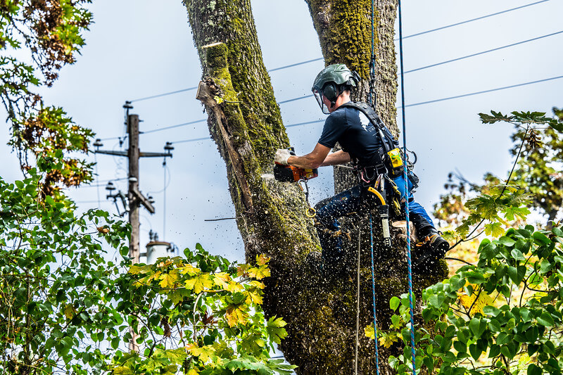 tree service eugene