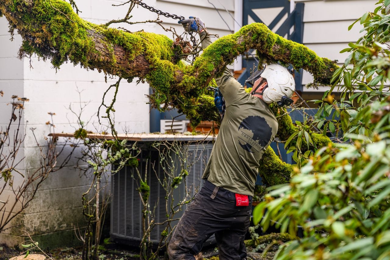 
tree removal eugene oregon
