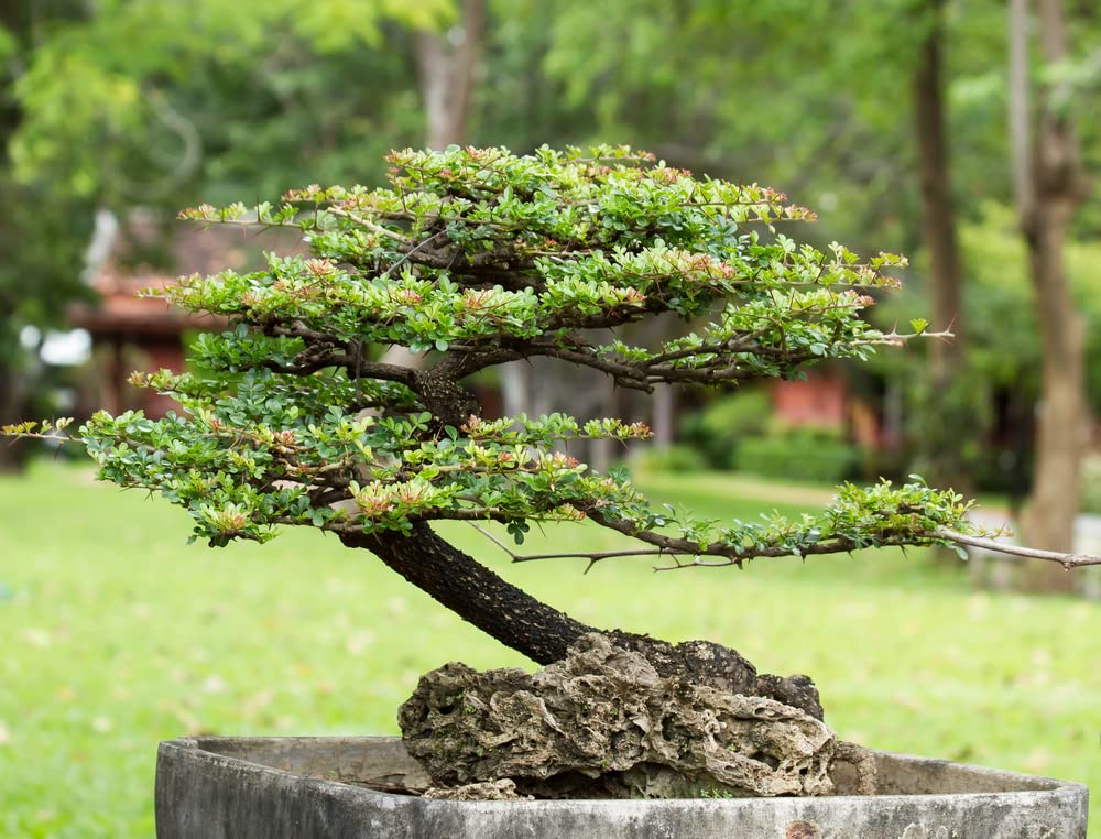 money tree bonsai