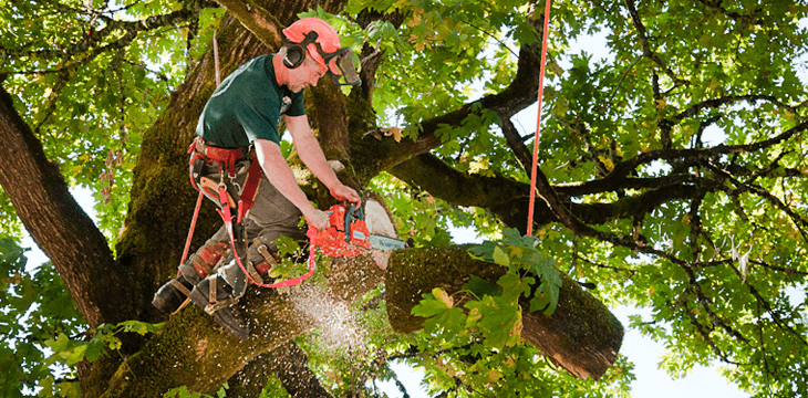 Professional Tree Service