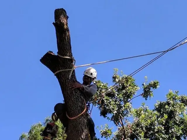 tree removal sacramento