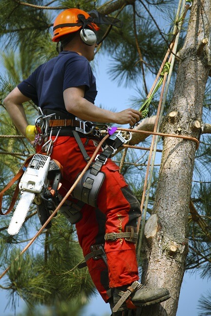 tree experts