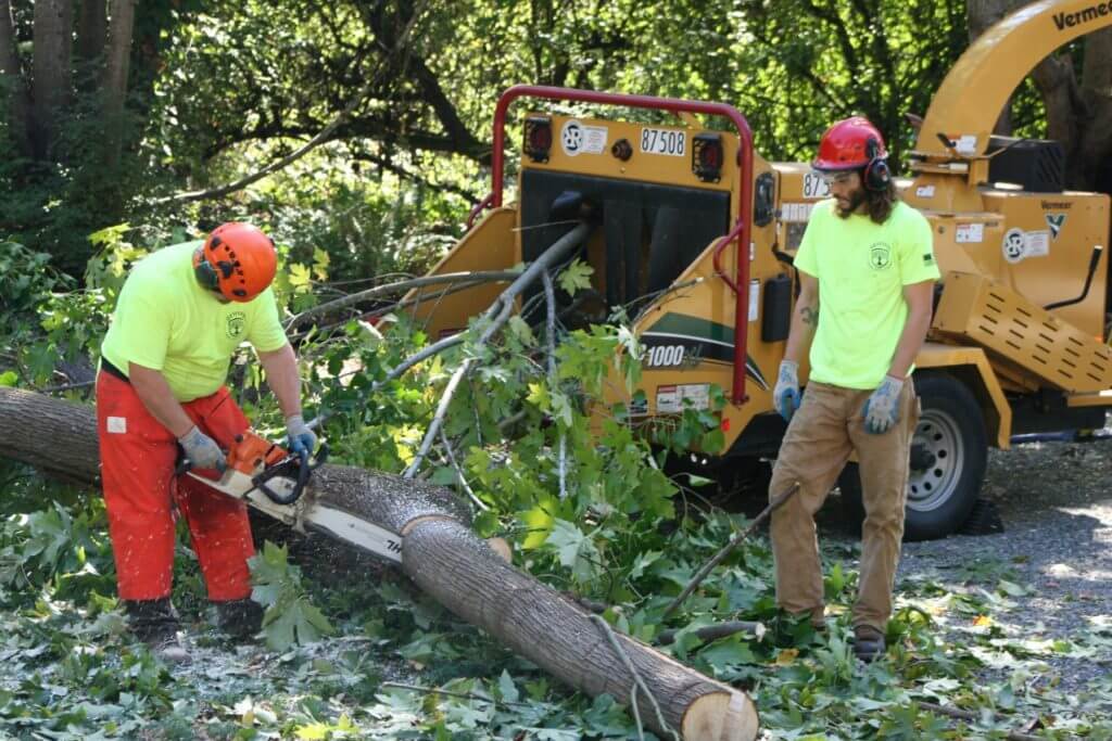 Arborist Tree Service