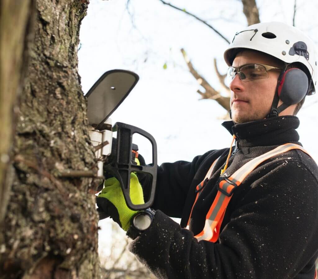 Professional Tree Services