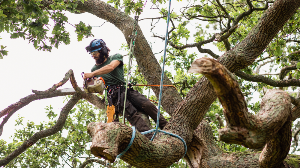 top tree service
