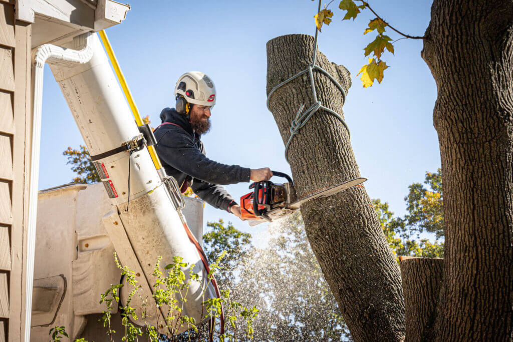 Tree Cutting Service