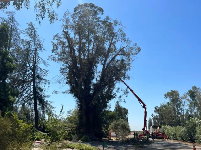 tree service fresno