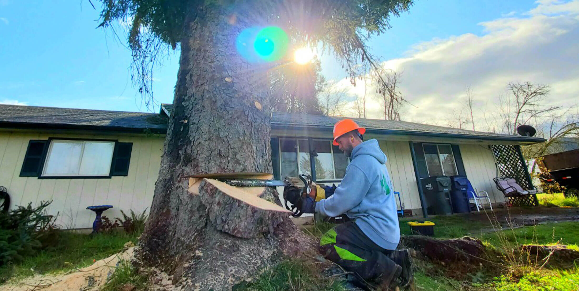 tree service eugene