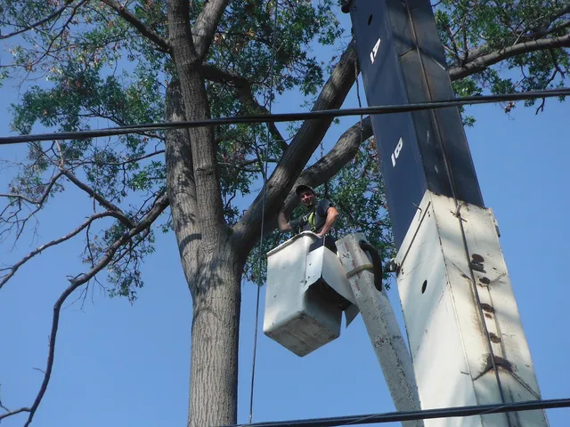 tree service elyria ohio