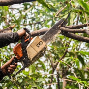 Professional tree trimming equipment