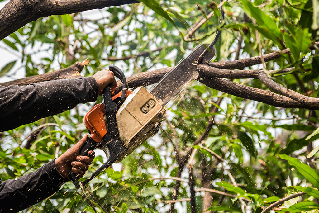 Professional tree trimming equipment