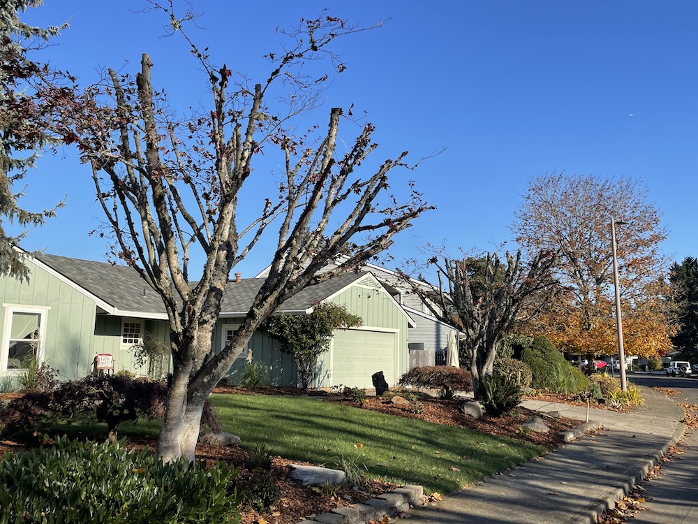 tree pruning examples