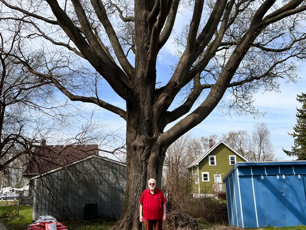 tree removal elyria ohio