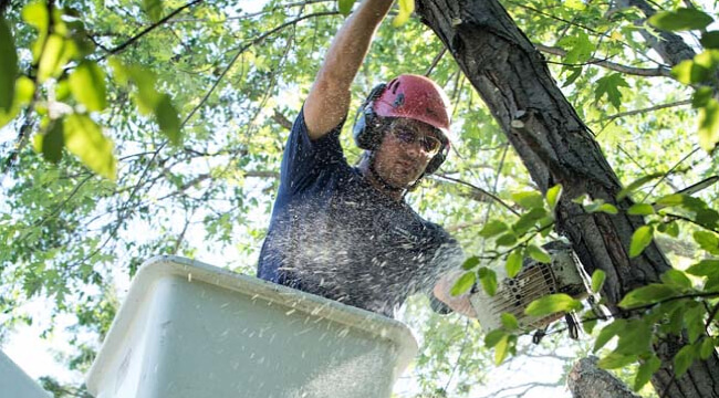 tree experts