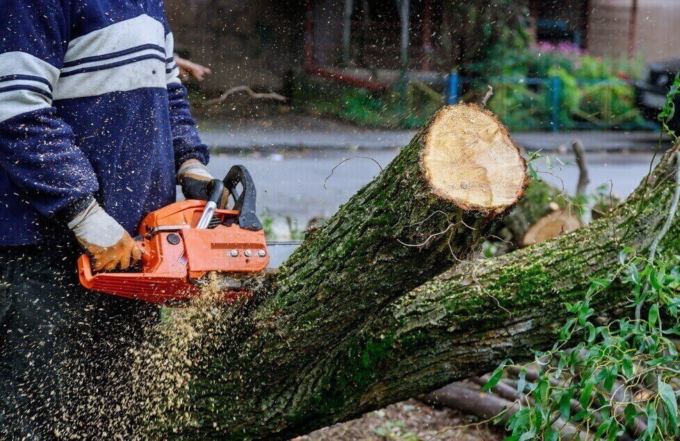 affordable tree removal