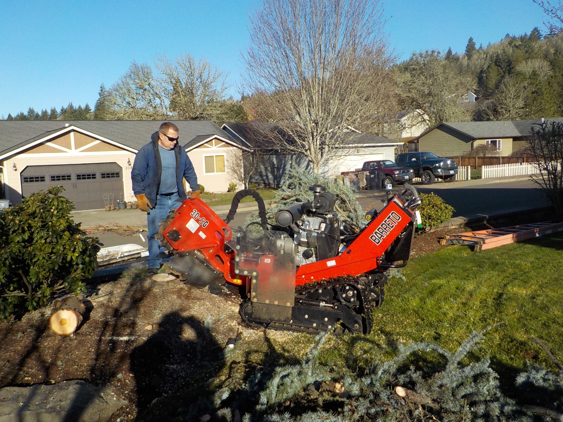 
tree removal eugene oregon