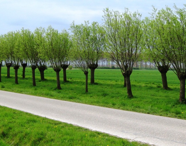 tree pruning types