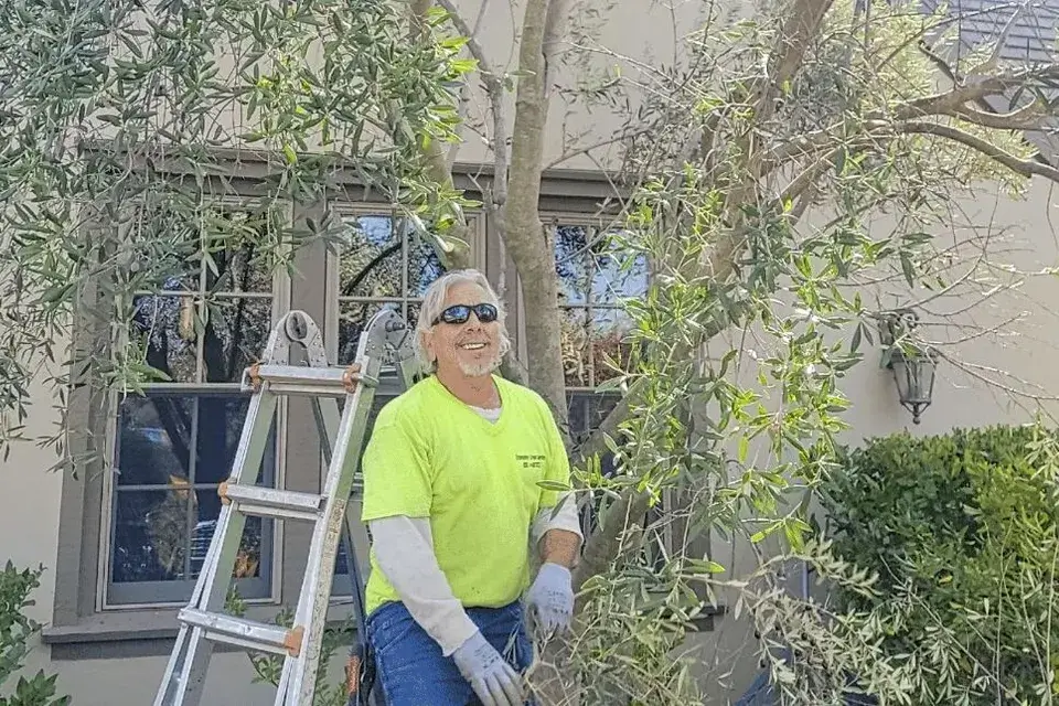 tree service sacramento