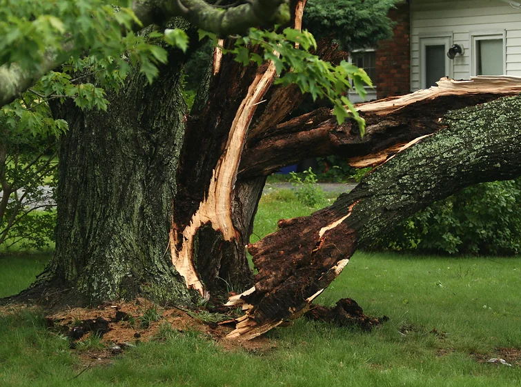 top tree service
