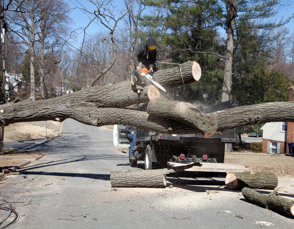 cheap tree removal