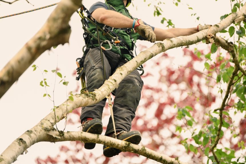 quality tree trimming