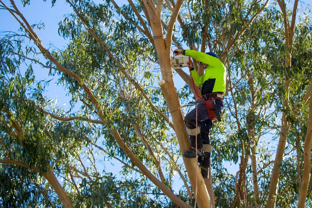 tree services ipswich