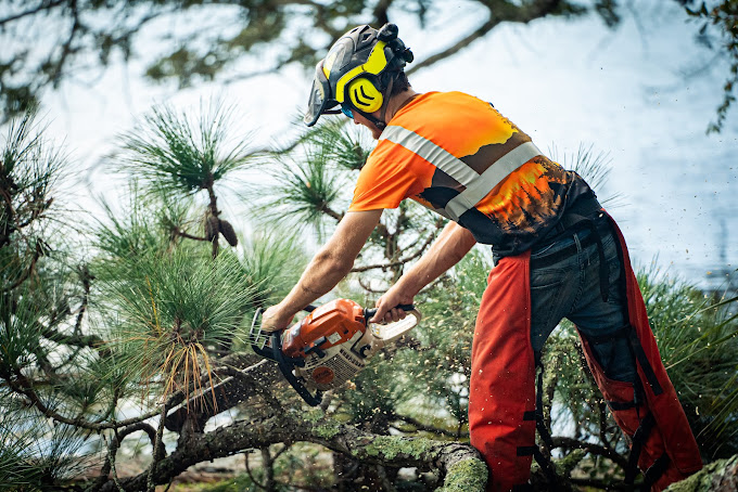 local tree removal service