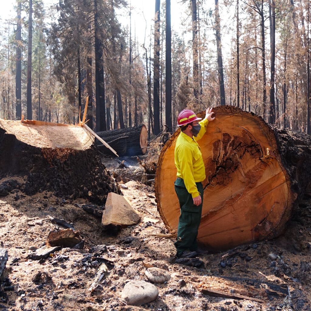 tree removal eugene oregon