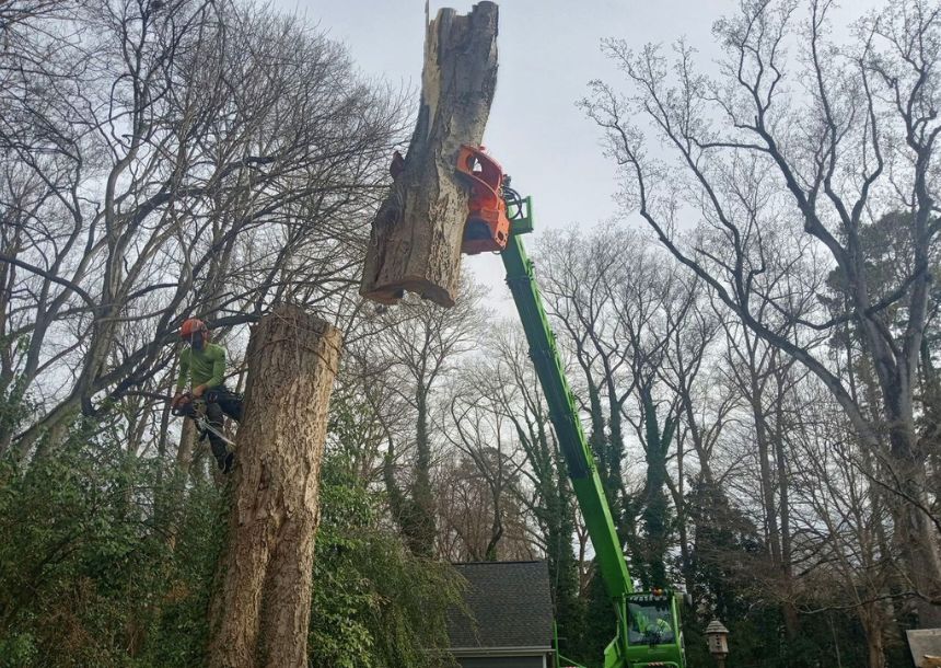 cheap tree service near me