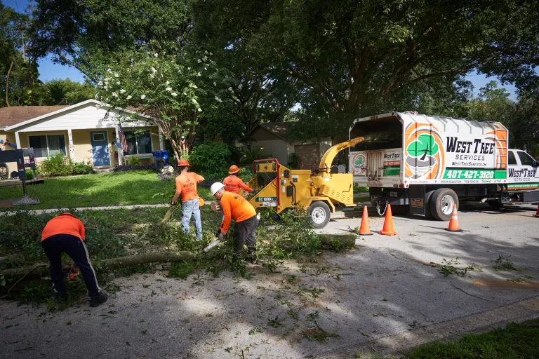 tree service elyria