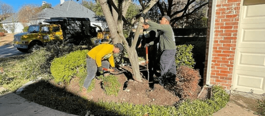 Tree Specialists 