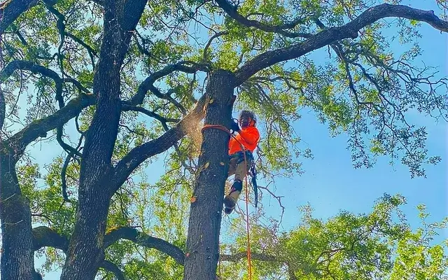 tree trimming service sacramento