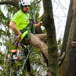 Arborist Tree Service