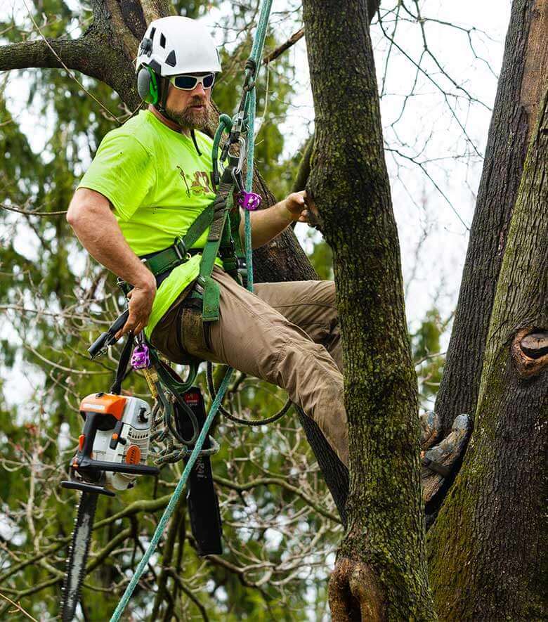 Arborist Tree Service