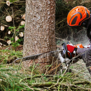 Tree Cutting Service