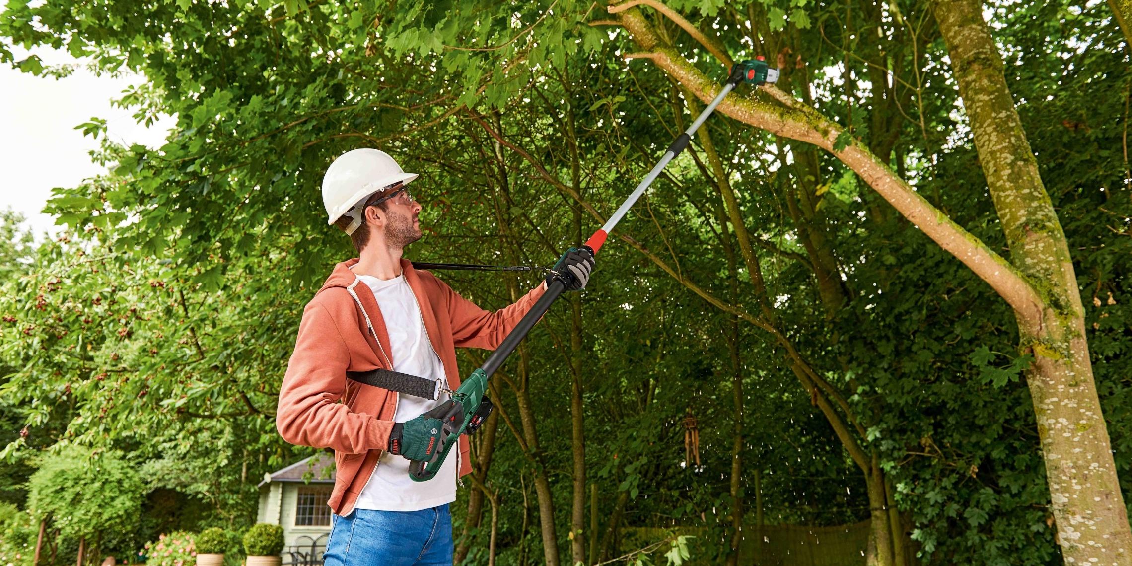 pruning trees in spring
