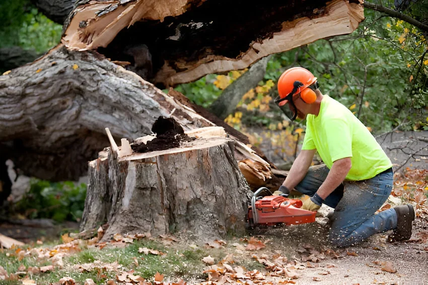 cheap tree removal near me