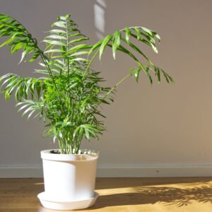 tall indoor trees low light