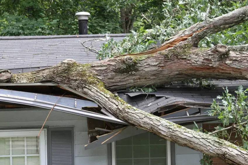 tree service eugene