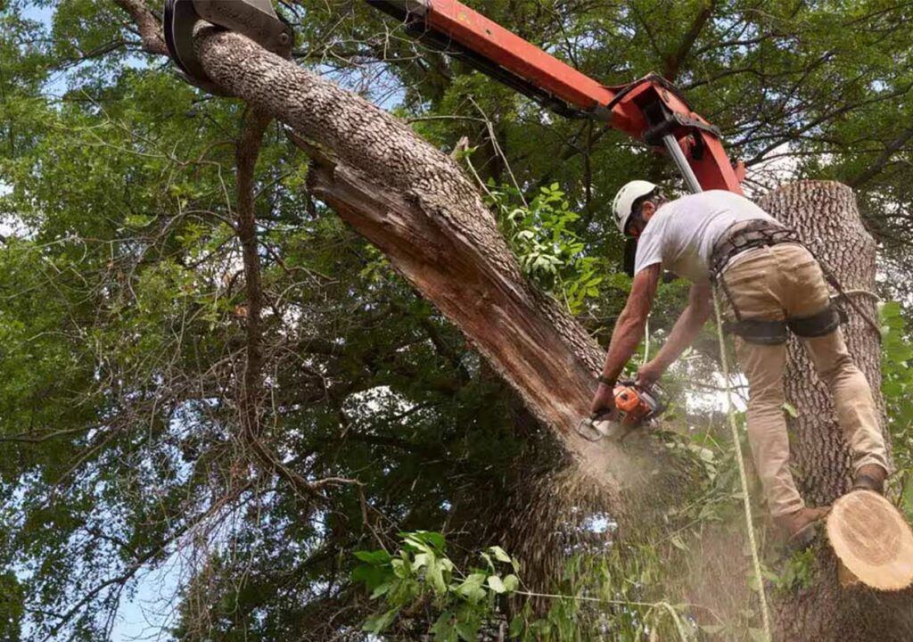 tree service elyria