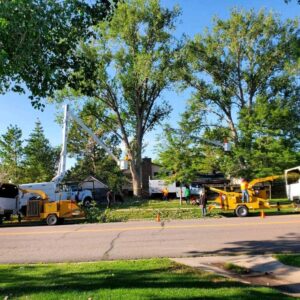 tree service elyria