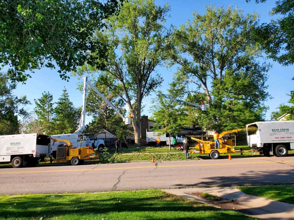 tree service elyria