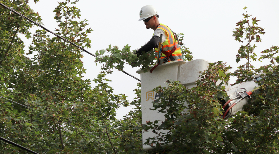 tree removal elyria ohio