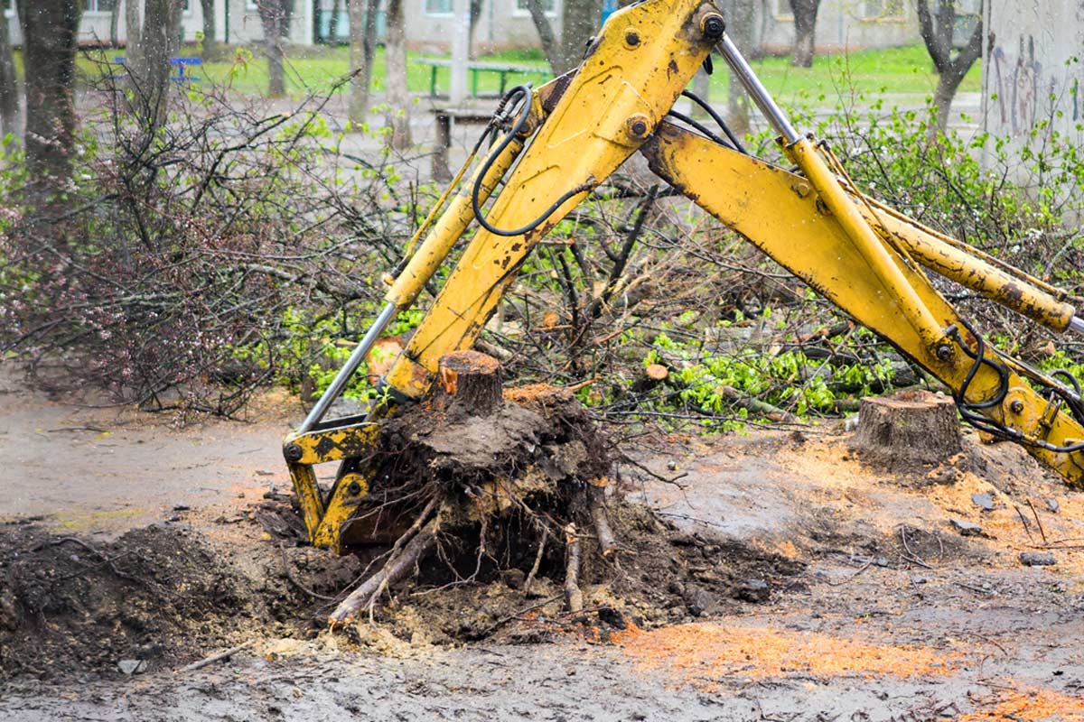 stump removal machine rental