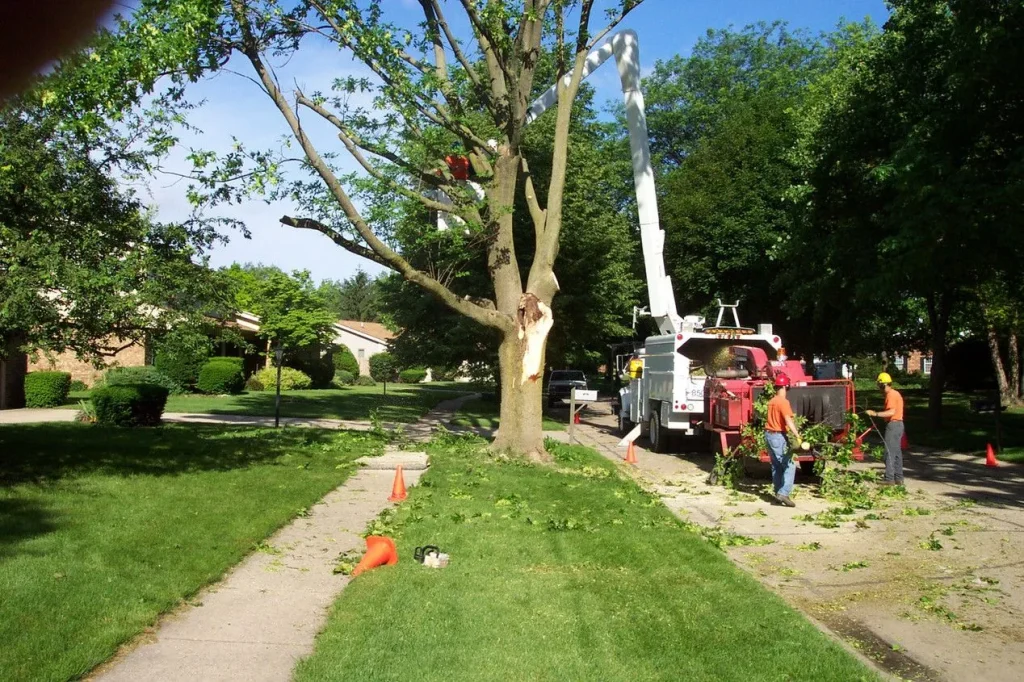 residential tree service