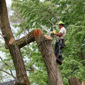 tree service elyria ohio